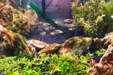 Akvaristické trhy Plzeň 2026