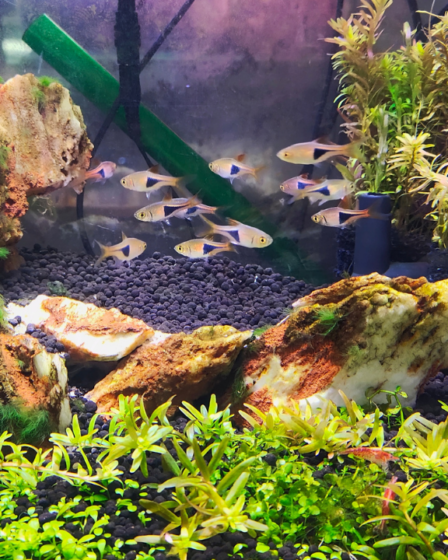 Akvaristické trhy Plzeň 2026