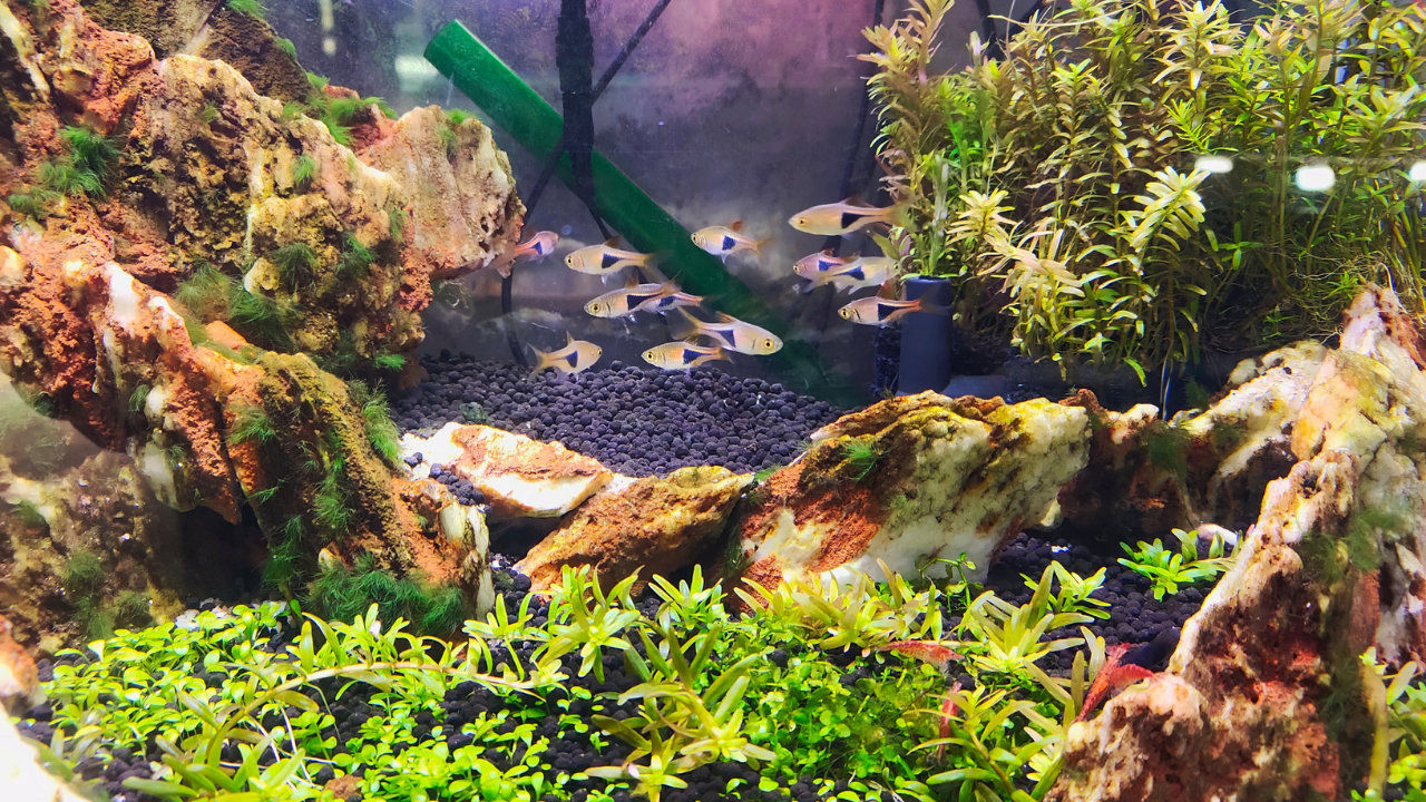 Akvaristické trhy Plzeň 2026